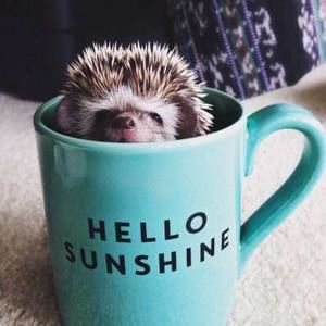 Meet your Posher, Sophia